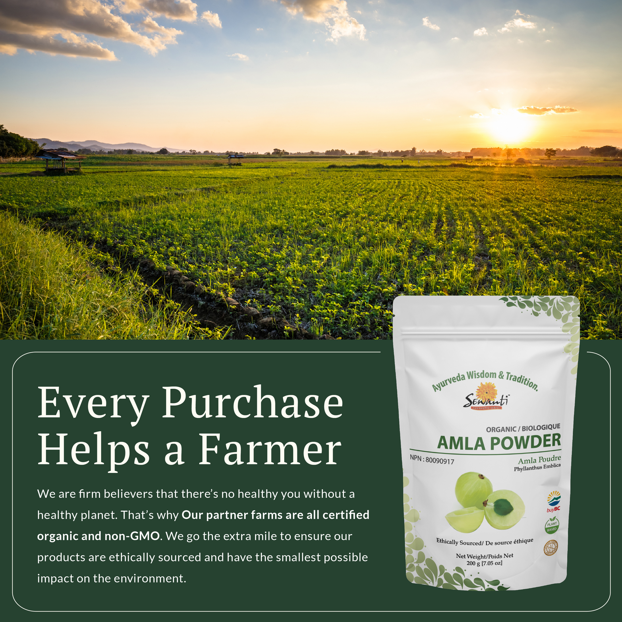 amla plant fertilizer Organic Amla (Amalaki) Powder