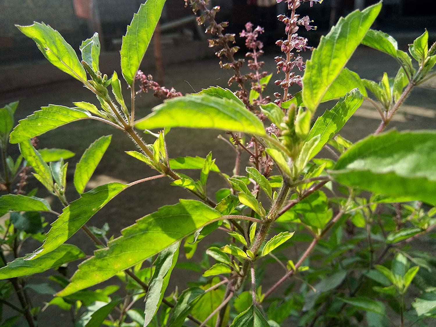 Organic Tulsi Leaf / Holy Basil Powder - Ocimum sanctum - The plant has a purifying influence by liberating ozone and also repelling mosquitoes.  Its healing properties are so well established that most people in India grow it in courtyards and traditionally worshipped daily in a ritual for the well-being of the family.
